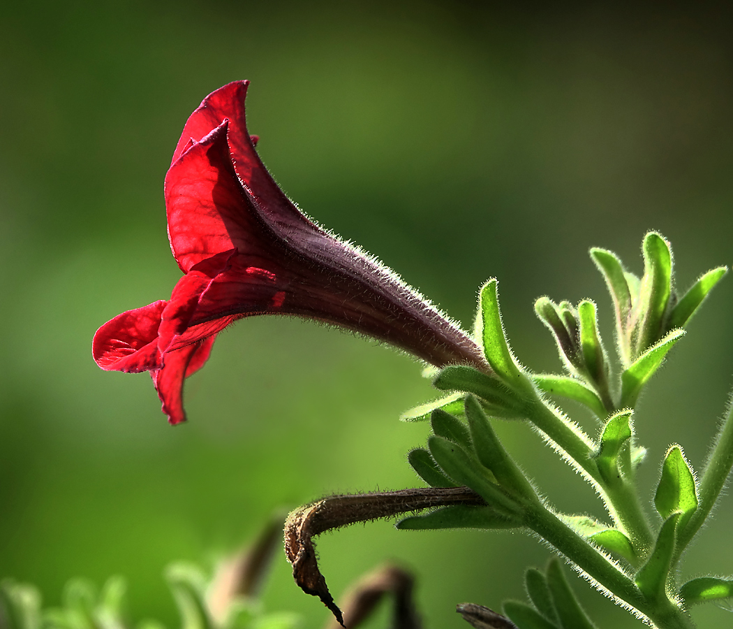 Изображение особи Petunia &times; hybrida.