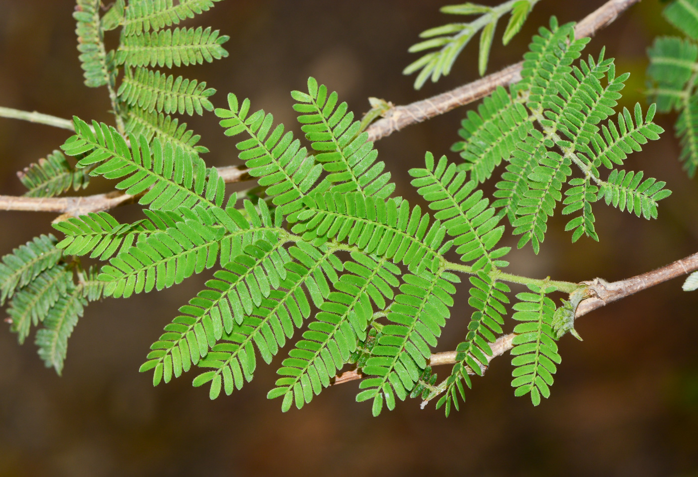 Image of Dichrostachys cinerea specimen.