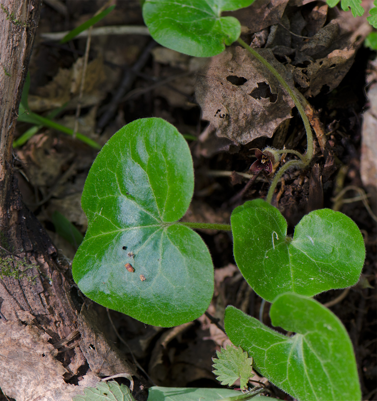 Изображение особи Asarum europaeum.