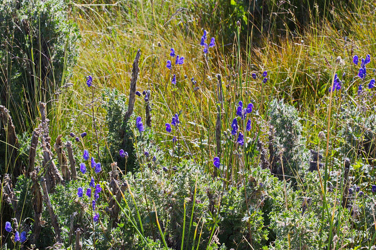 Изображение особи Aconitum nemorum.