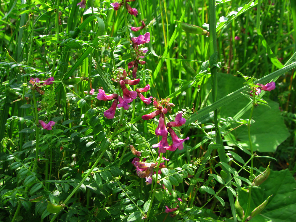 Image of Vicia sepium specimen.