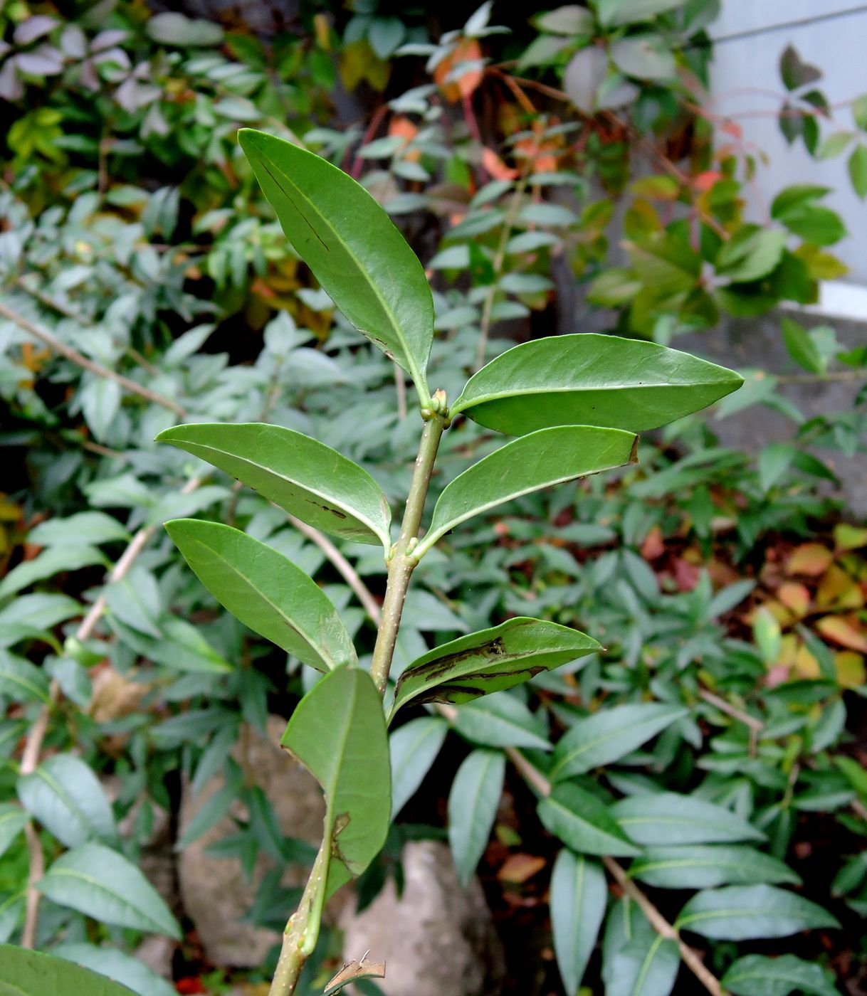 Image of Ligustrum vulgare specimen.