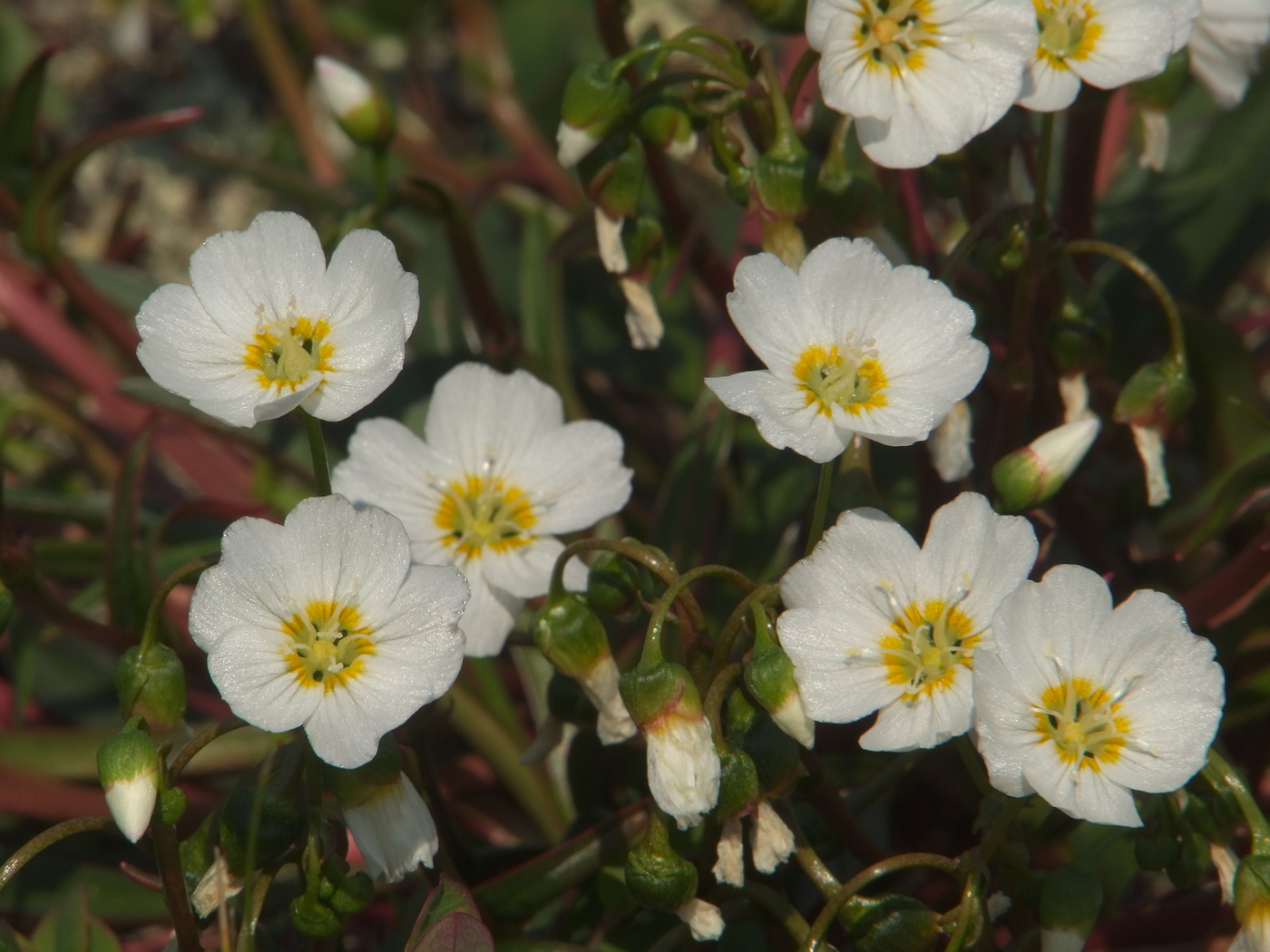 Image of Claytonia soczaviana specimen.