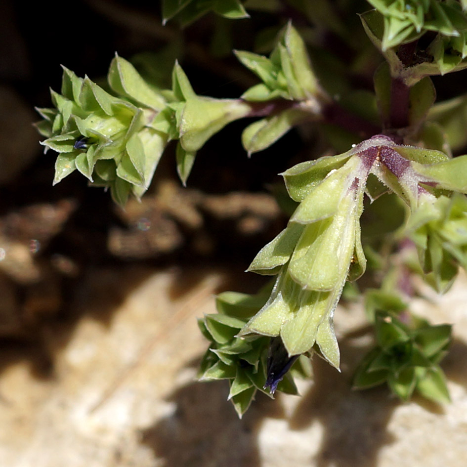 Image of Gentiana squarrosa specimen.