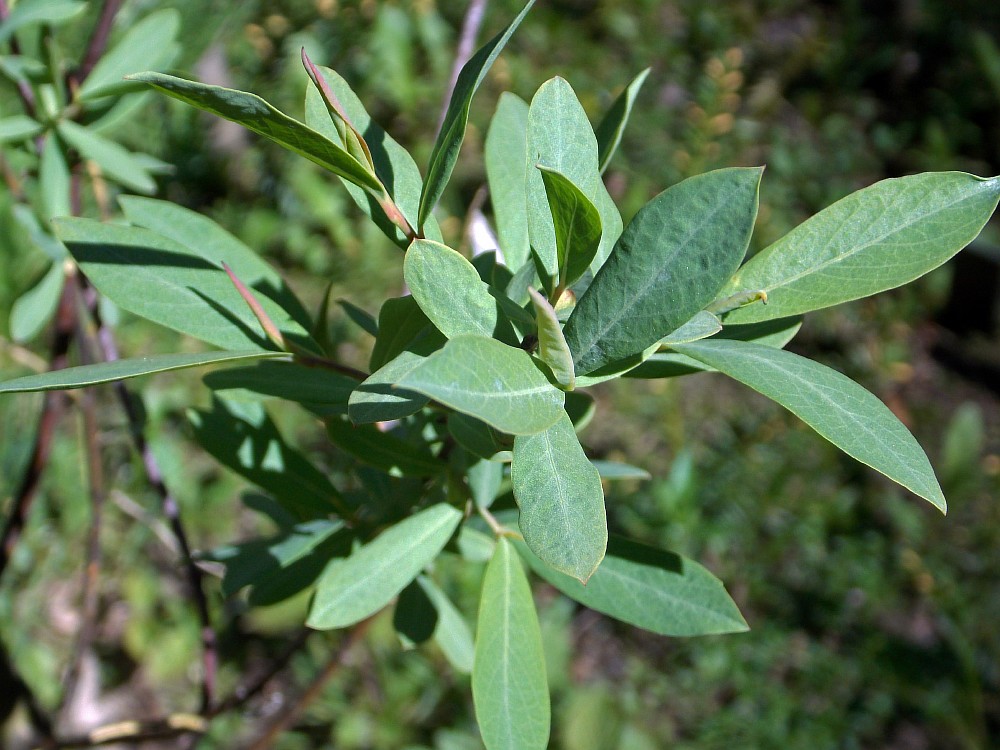 Изображение особи Chosenia arbutifolia.