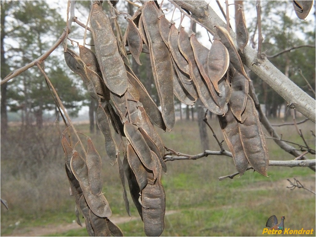 Image of genus Robinia specimen.