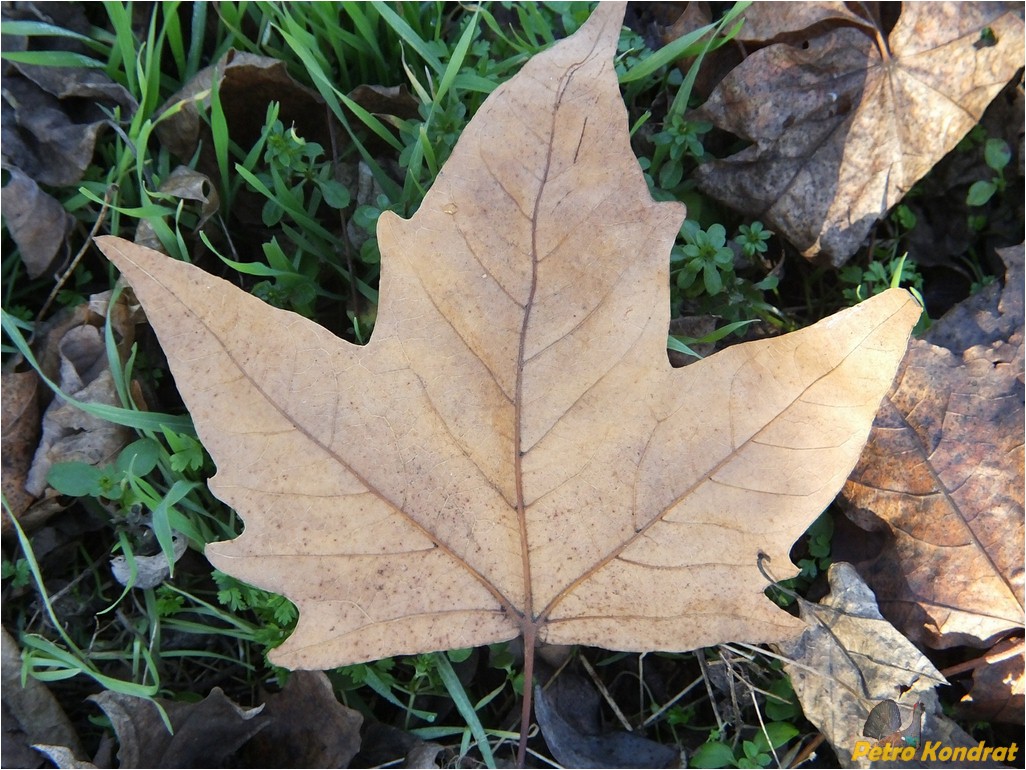 Изображение особи Platanus &times; acerifolia.