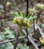 Marchantia polymorpha. Верхушка женской подставки. Архангельская обл., Вельский р-н, окр. ст. Солга, ж.-д. насыпь. 16.07.2011.
