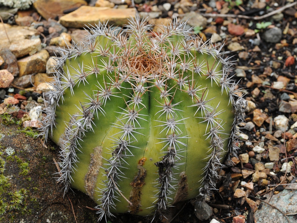 Изображение особи Echinopsis ibicuatensis.