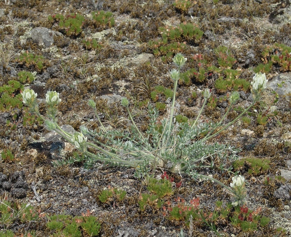 Image of Oxytropis turczaninovii specimen.