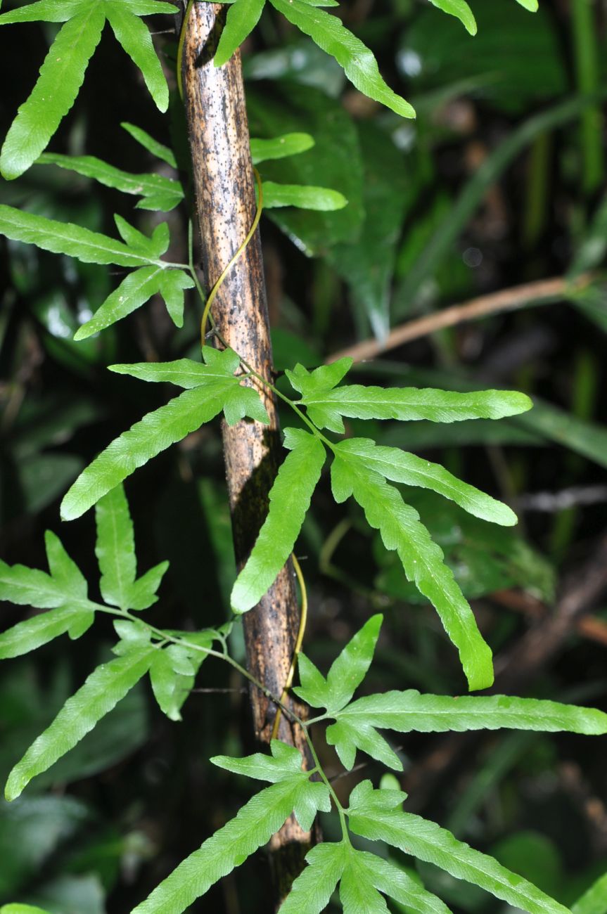 Image of Lygodium japonicum specimen.