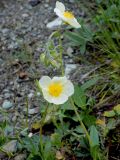 Helianthemum nummularium