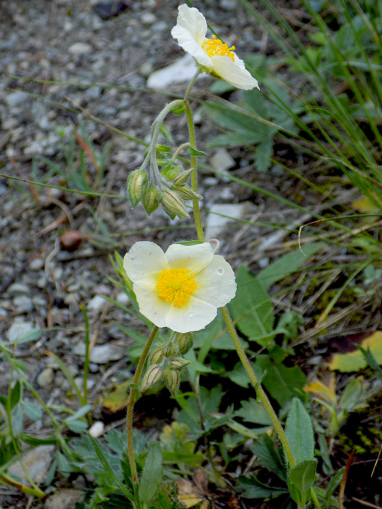 Image of Helianthemum nummularium specimen.