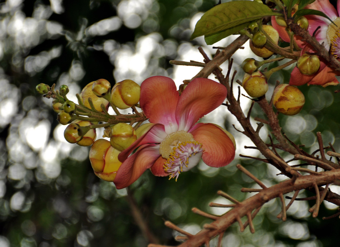 Изображение особи Couroupita guianensis.