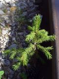 Picea obovata. Молодое растение на железнодорожном полотне. Свердловская обл., окр. г. Североуральск, р-н родника Иван-да-Марья. 01.09.2017.