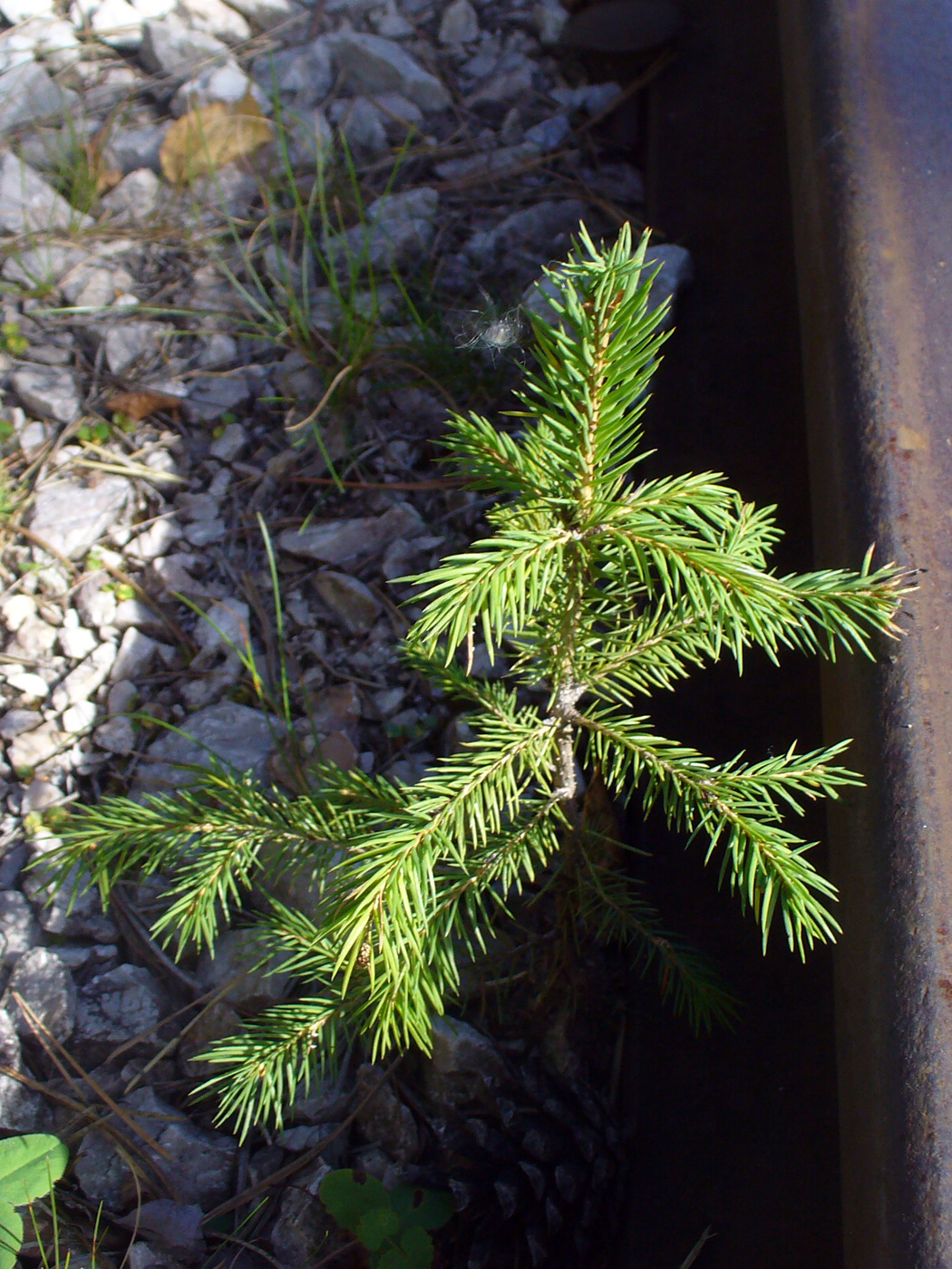 Изображение особи Picea obovata.