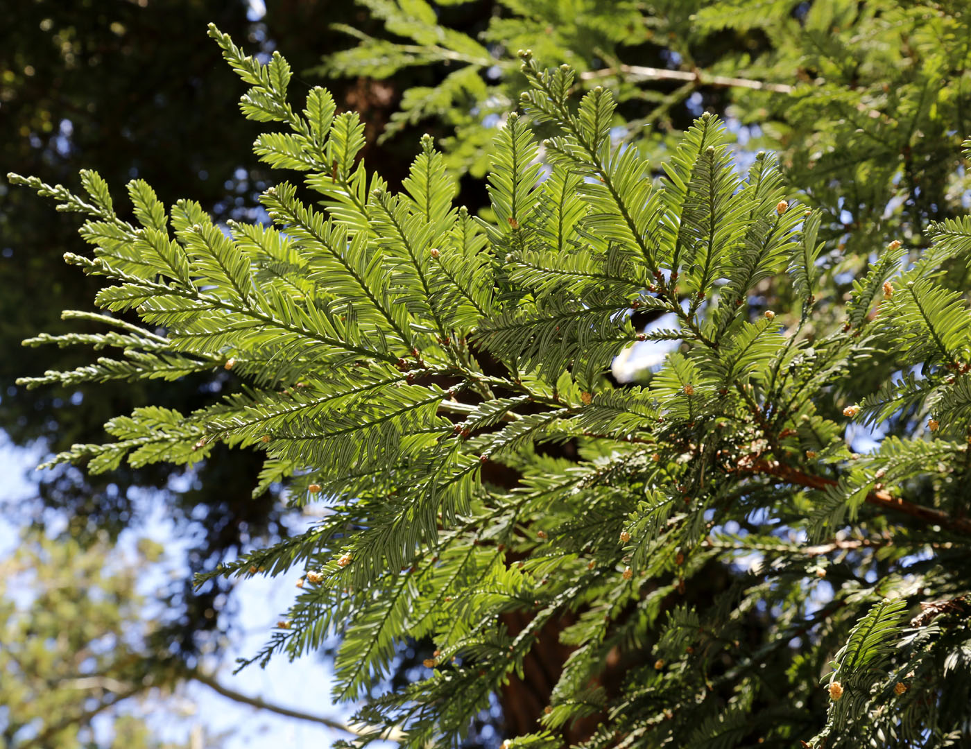 Image of Sequoia sempervirens specimen.