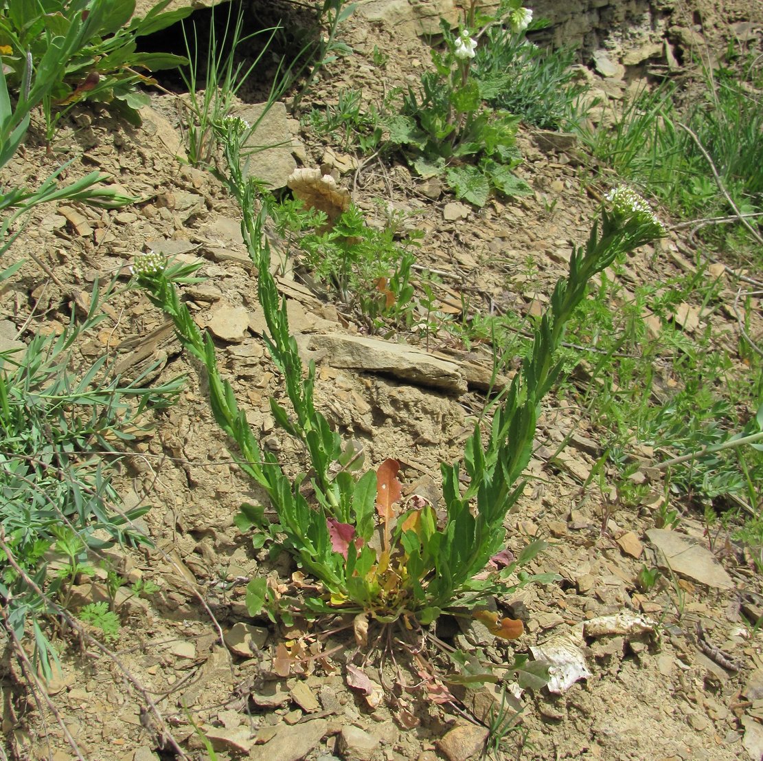 Изображение особи Lepidium campestre.