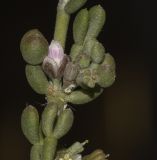 Tetraena gaetula