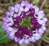 Orchis subspecies caucasica