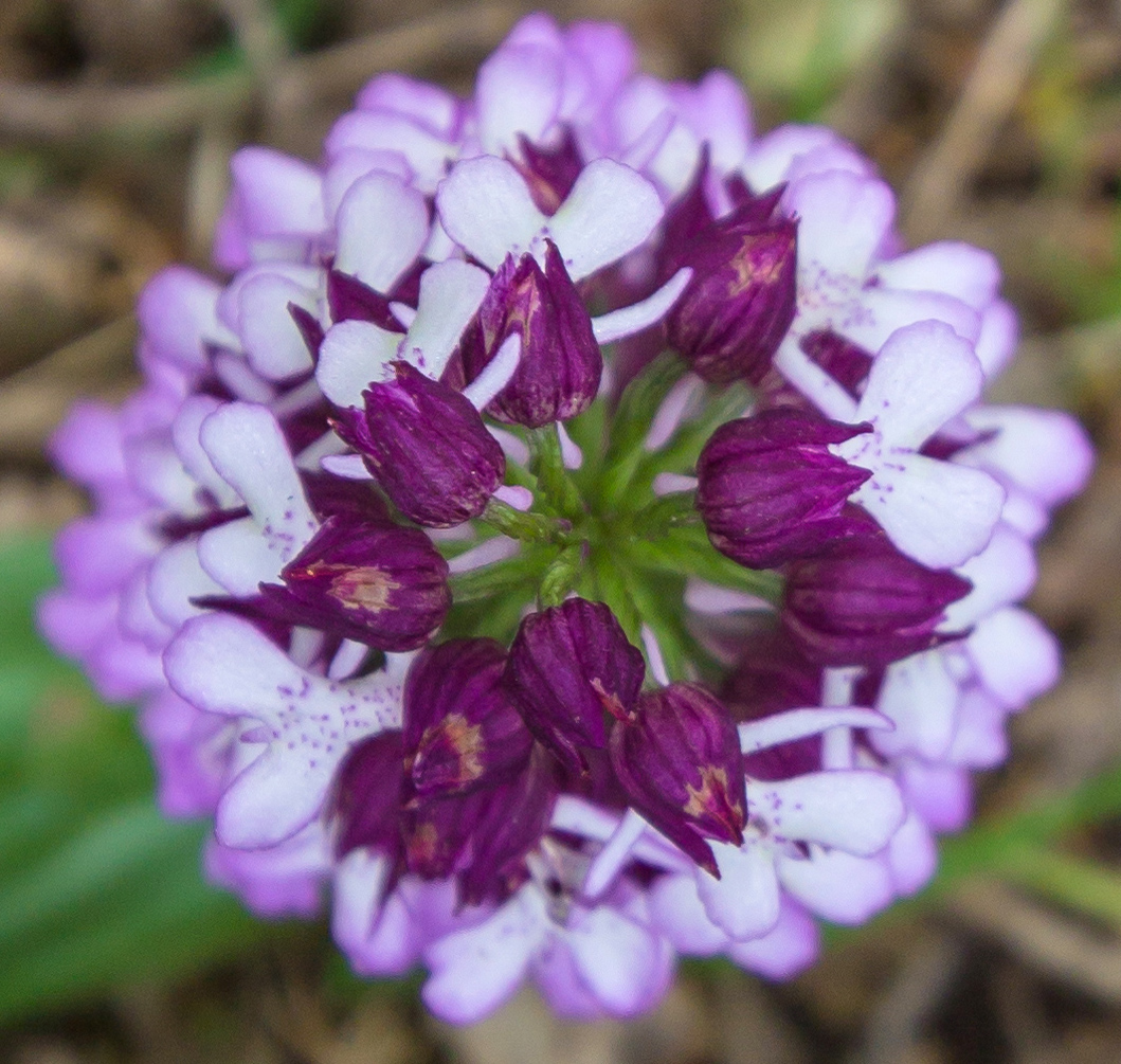 Image of Orchis purpurea ssp. caucasica specimen.