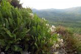 Astragalus demetrii