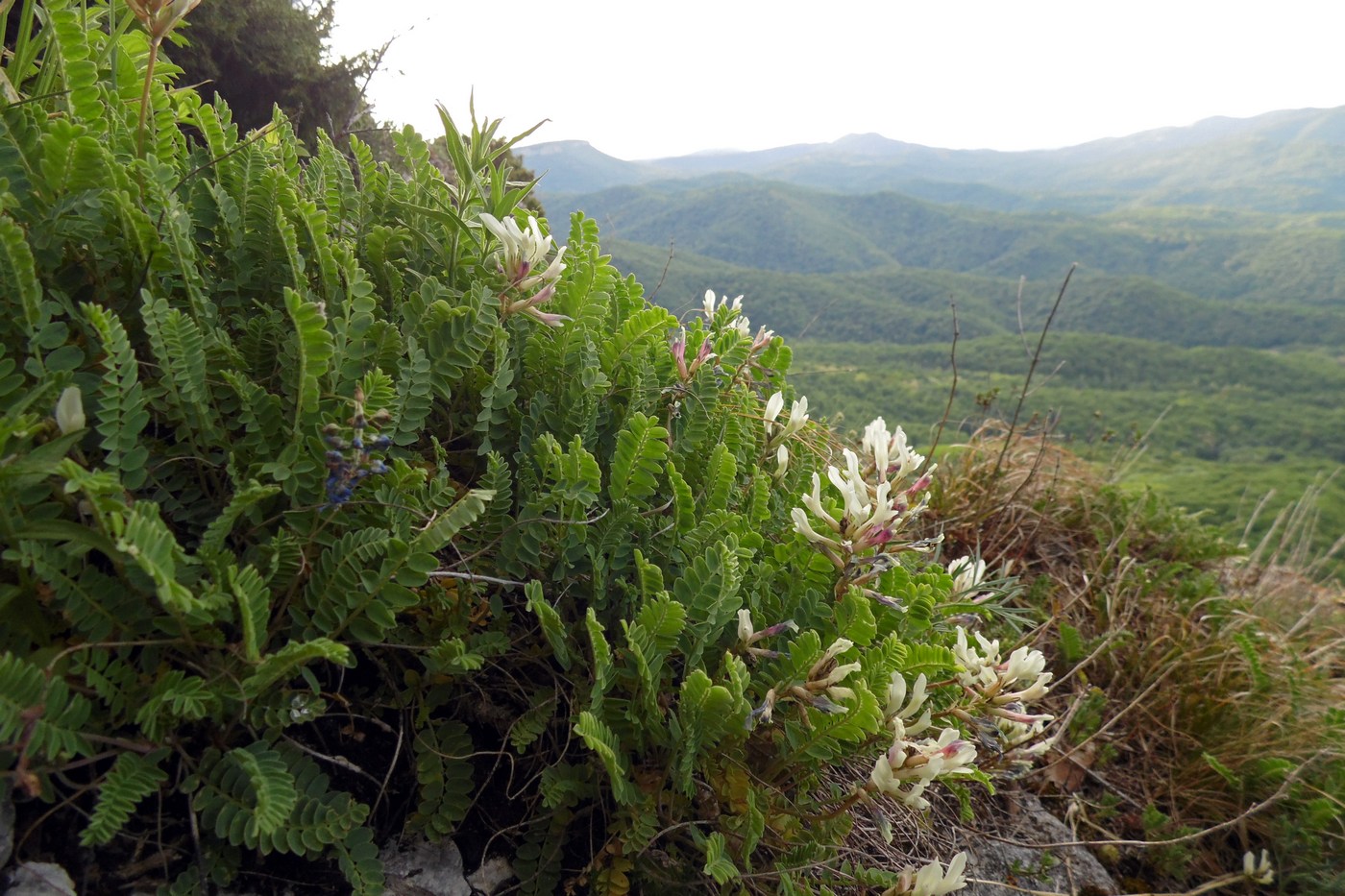 Image of Astragalus demetrii specimen.