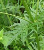 genus Valeriana