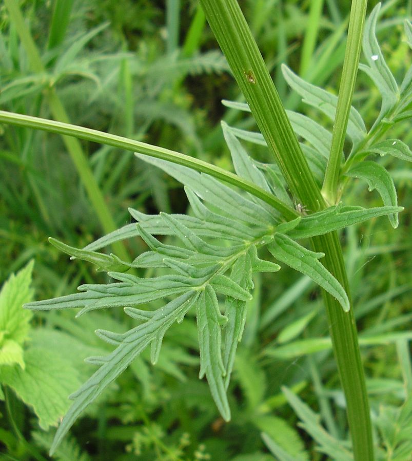 Image of genus Valeriana specimen.