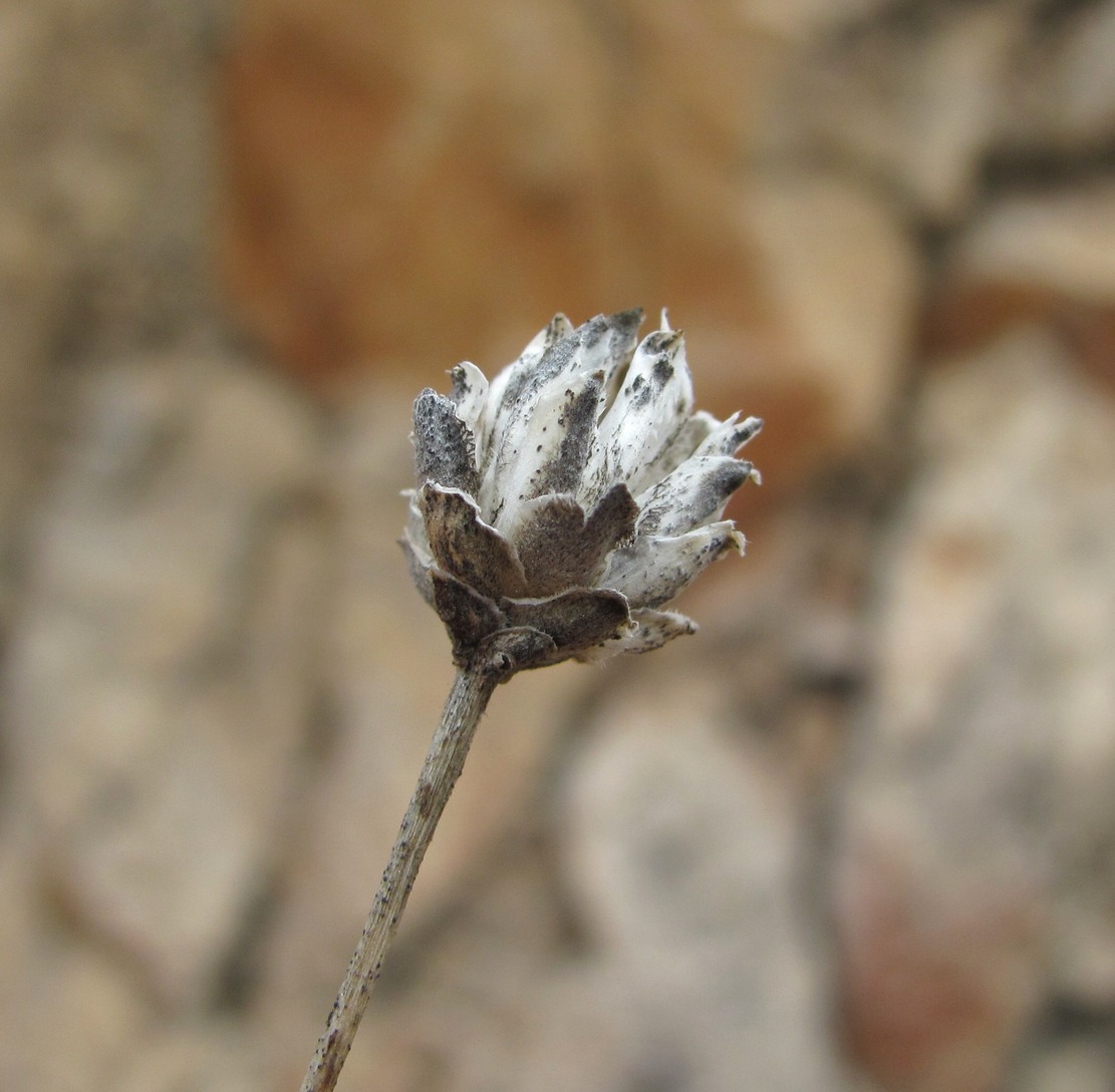 Изображение особи Cephalaria charadzeae.