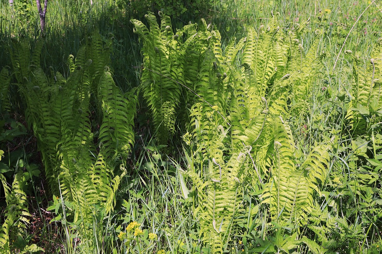 Image of Matteuccia struthiopteris specimen.