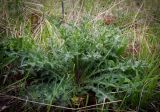 Cirsium vulgare. Вегетирующее растение. Пермский край, Оханский р-н, Тулумбаихинское сельское поселение, Кунчурихинский бор, сырой луг. 27.05.2018.