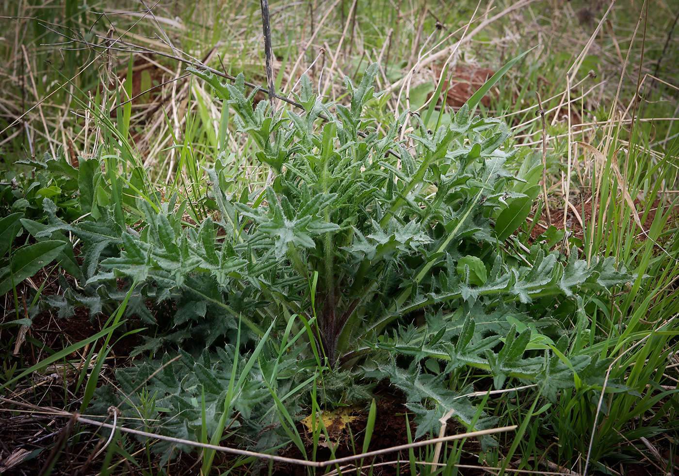 Изображение особи Cirsium vulgare.