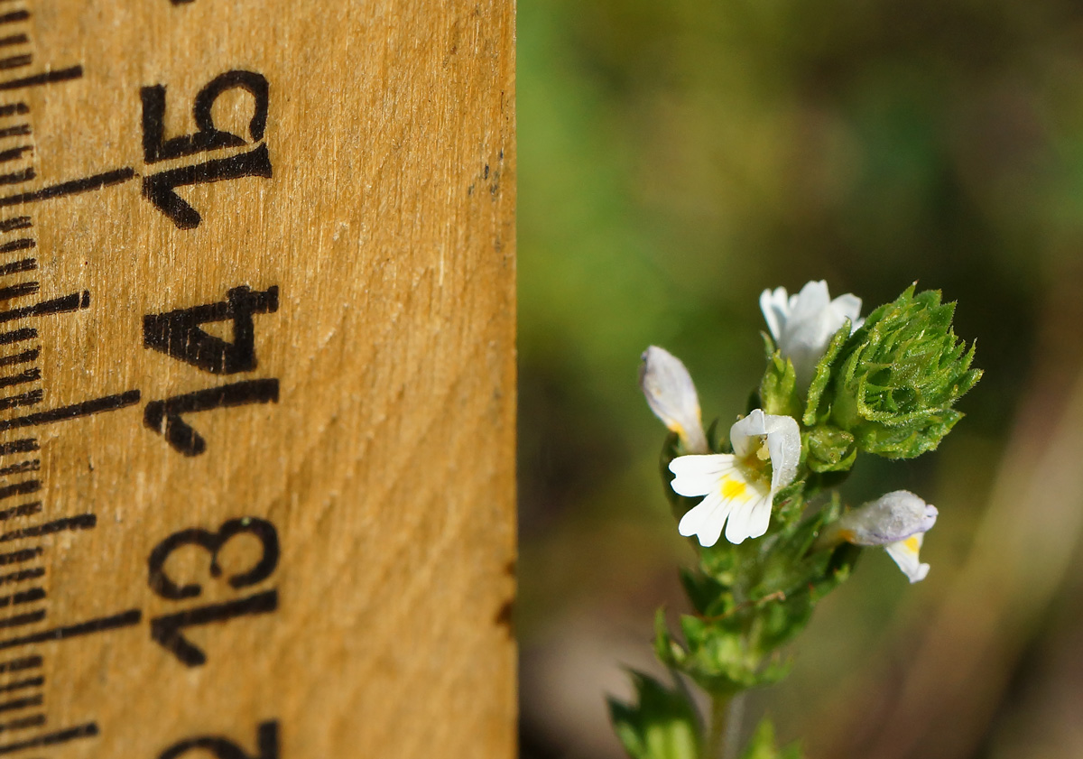 Изображение особи род Euphrasia.