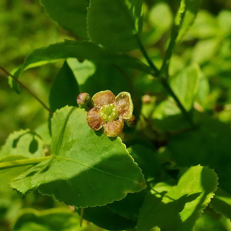 Изображение особи Euonymus verrucosus.