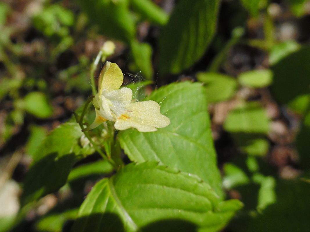 Image of Impatiens parviflora specimen.