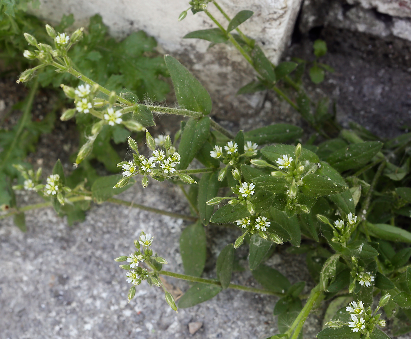 Изображение особи Cerastium holosteoides.