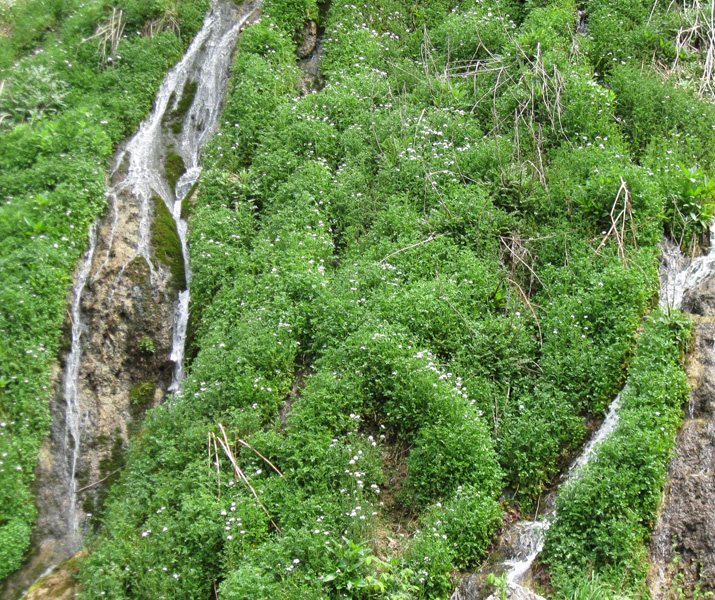 Image of Cardamine uliginosa specimen.