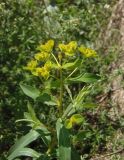 Euphorbia semivillosa. Верхушка побега с соцветиями. Украина, Днепропетровская обл., Апостоловский р-н, Токовский сельский совет, скалы возле Токовских водопадов. 04.08.2018.