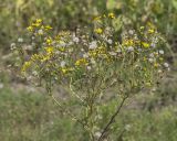 Senecio erucifolius