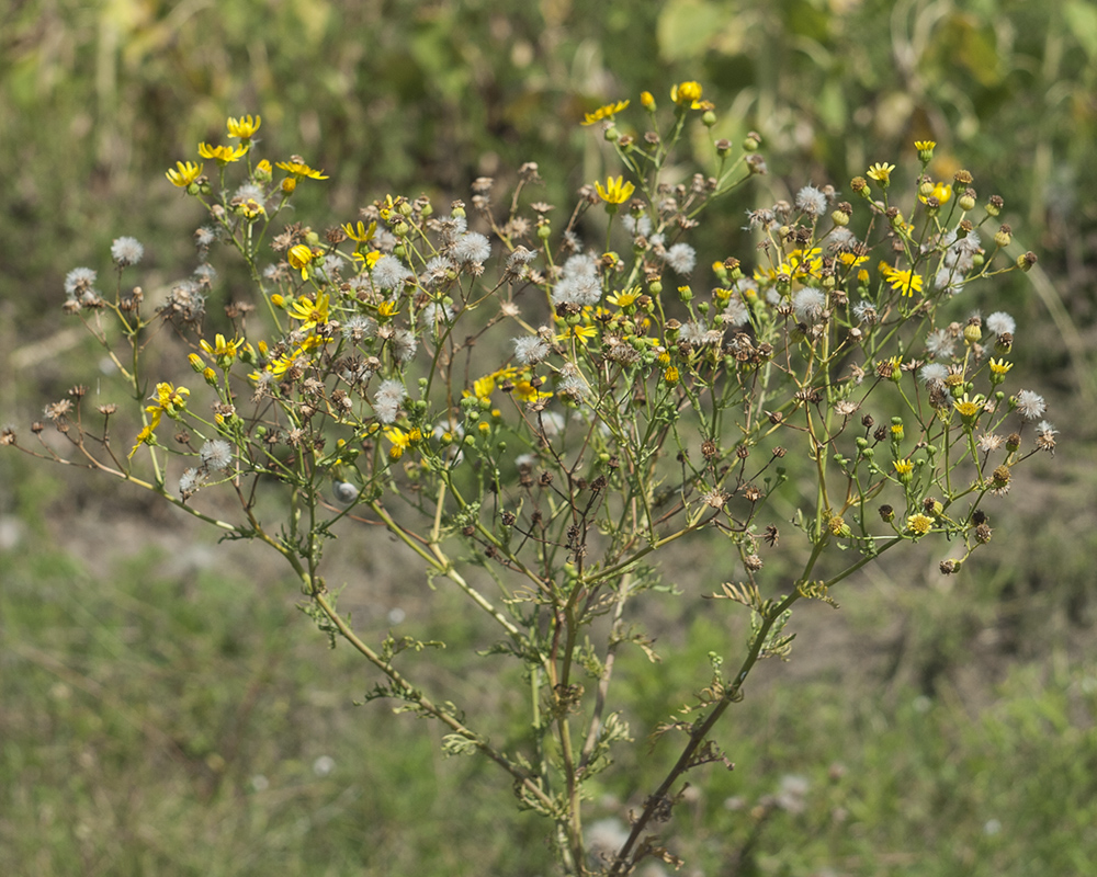 Изображение особи Senecio erucifolius.