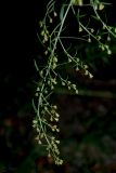 Artemisia dracunculus