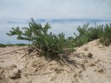 Salsola laricina. Вегетирующее растение. Южный Казахстан, вост. предгорья хр. Сырдарьинский Каратау, Закаратауская равнина (возвышенность), котловина оз. Сорколь, прибрежный пухлый солончак. 16 мая 2018 г.