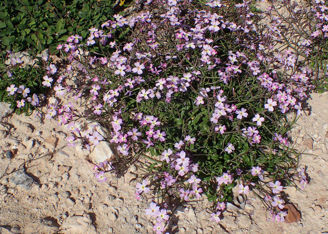 Image of Malcolmia flexuosa specimen.