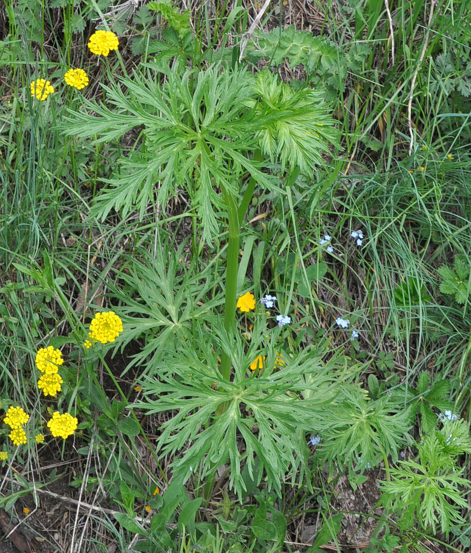 Изображение особи семейство Ranunculaceae.