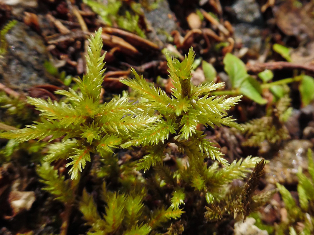 Image of Climacium dendroides specimen.