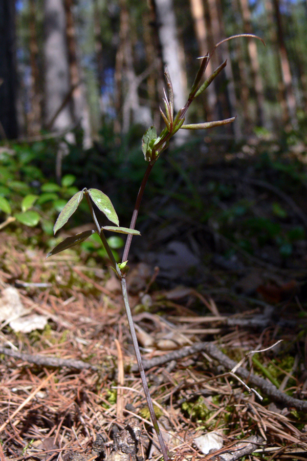 Image of Lathyrus humilis specimen.