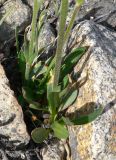 Gastrolychnis furcata. Нижняя часть растения с прикорневыми листьями. Чукотка, Чаунский р-н, окр. г. Певек, сопка Певек, каменистый склон. 19.06.2018.