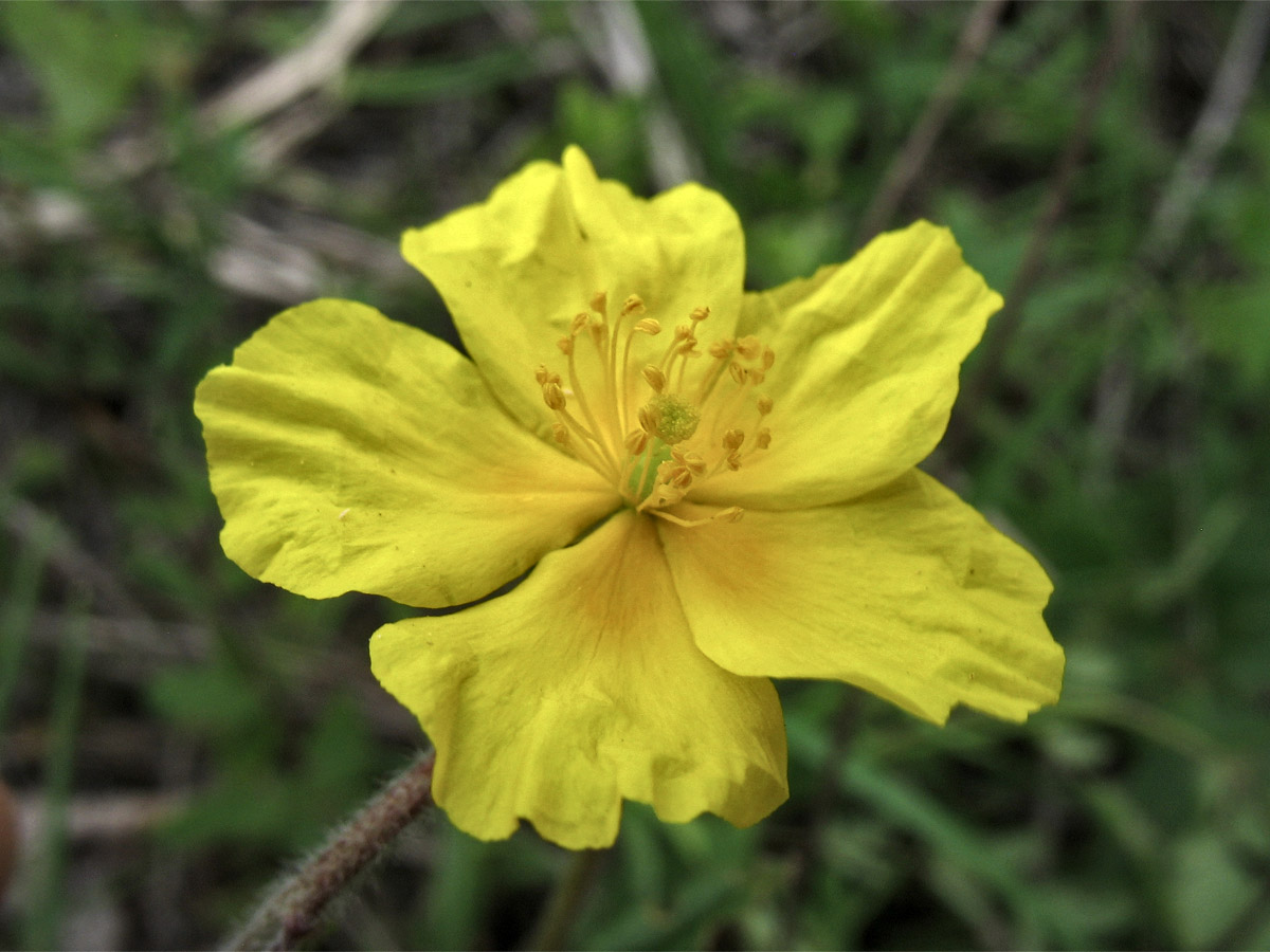 Image of Helianthemum ovatum specimen.