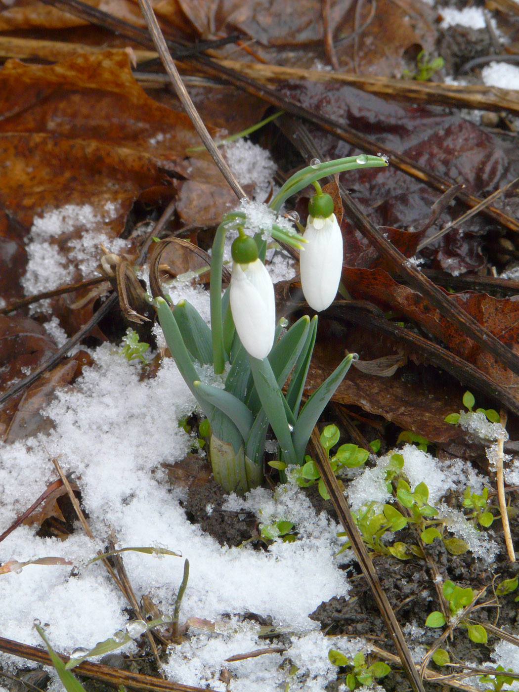 Изображение особи Galanthus graecus.